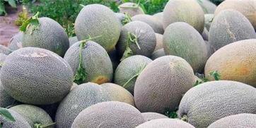 新疆哈密瓜免费吃,免费品尝甜蜜诱惑 第3张 新疆哈密瓜免费吃,免费品尝甜蜜诱惑 第3张